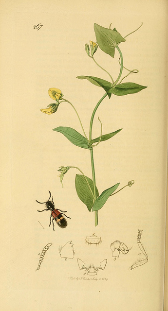 Gesse aphaca