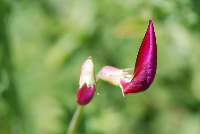 Gesse climène (Lathyrus clymenum)