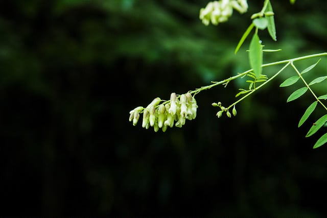 Lathyrus davidii (Lathyrus davidii)