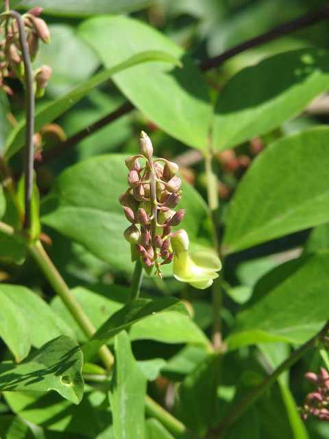 Lathyrus davidii
