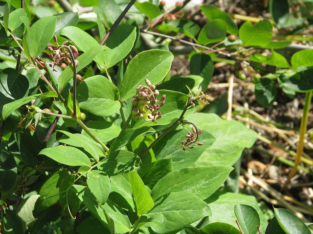 Lathyrus davidii