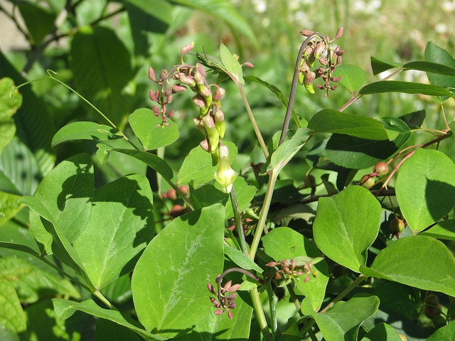 Lathyrus davidii