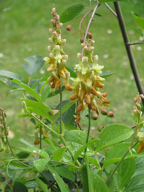 Lathyrus davidii