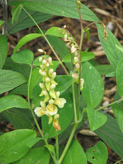 Lathyrus davidii