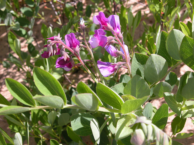 Gesse maritime (Lathyrus japonicus)