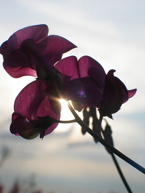 Pois vivace (Lathyrus latifolius)