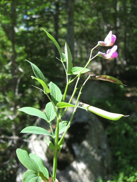 Gesse à feuilles de lin (Lathyrus linifolius)