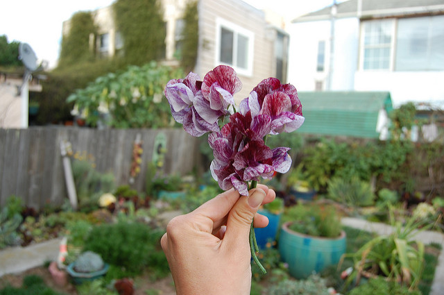 Pois de senteur (Lathyrus odoratus)
