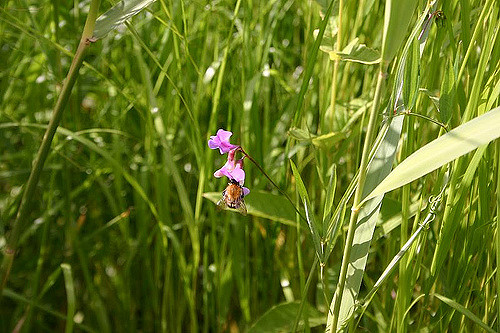 Gesse des marais (Lathyrus palustris)