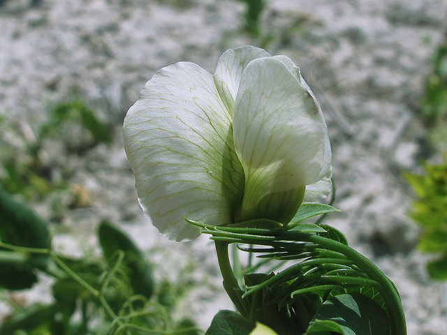 Gesse blanche (Lathyrus sativus)