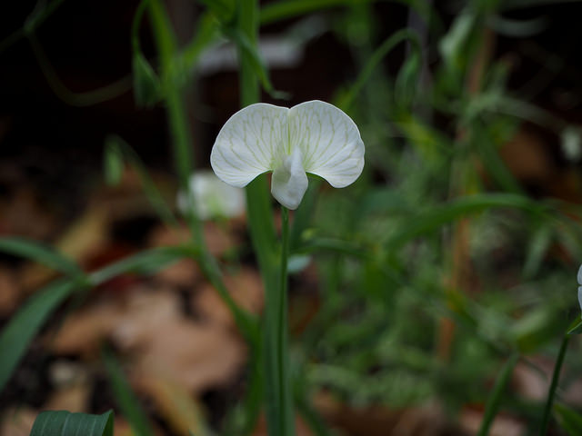 Gesse blanche