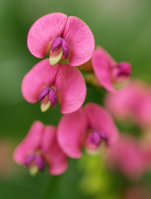 Gesse des bois (Lathyrus sylvestris)