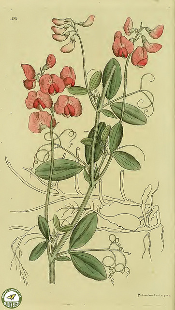 Gesse tubéreuse (Lathyrus tuberosus)
