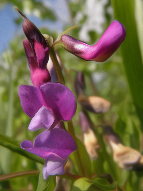 Gesse de printemps