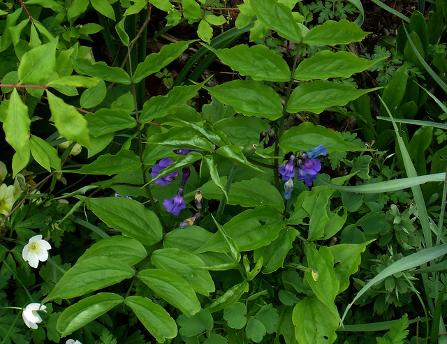 Gesse de printemps