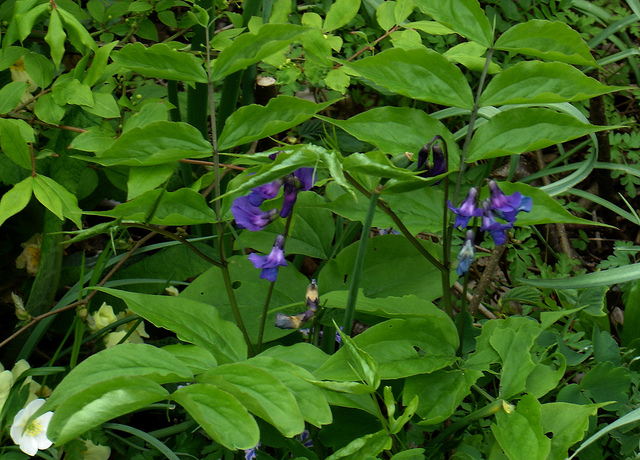 Gesse de printemps