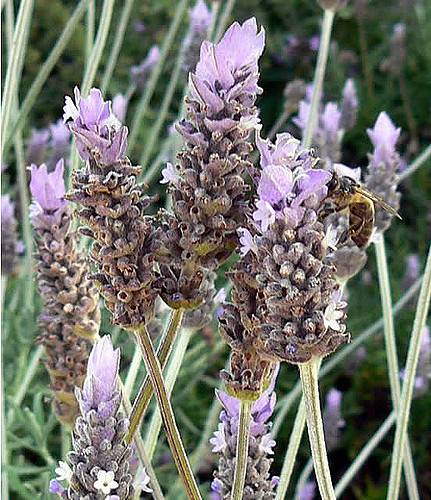 Grande lavande (Lavandula latifolia)