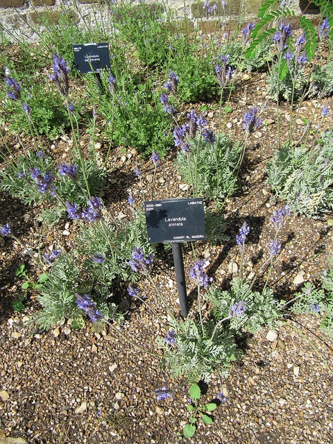 Lavande de madère (Lavandula pinnata)