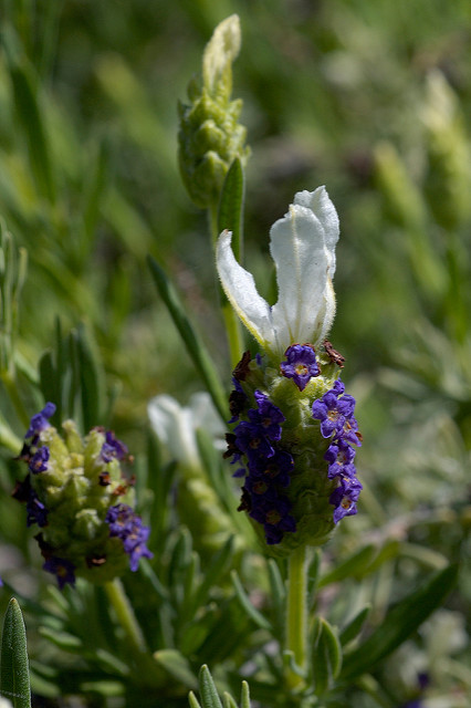 Lavande papillon