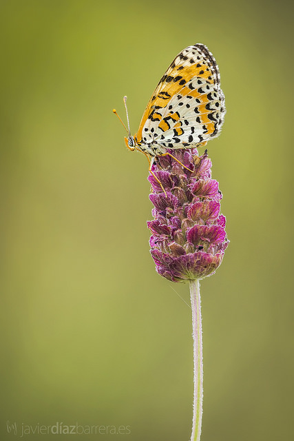 Lavande papillon
