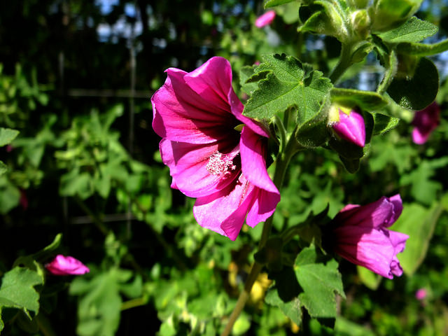 Lavatère arborescente