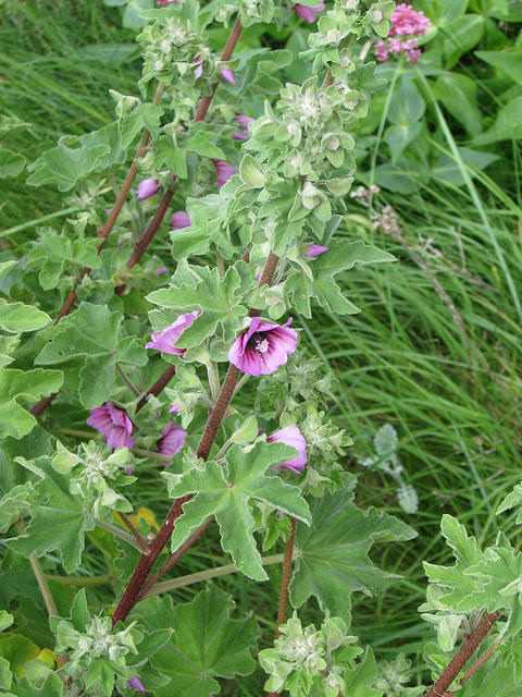 Lavatère arborescente