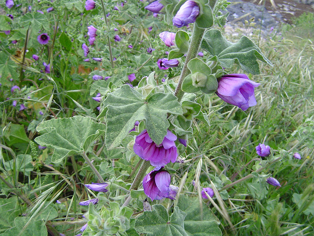 Lavatère arborescente