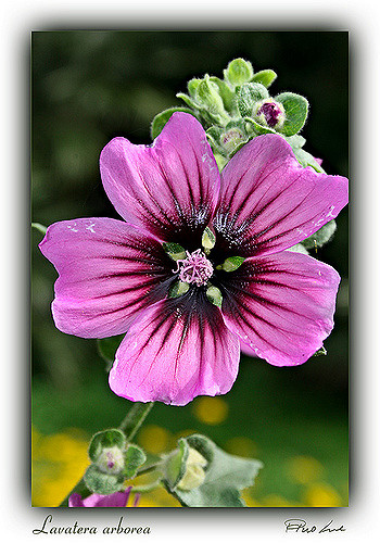 Lavatère arborescente