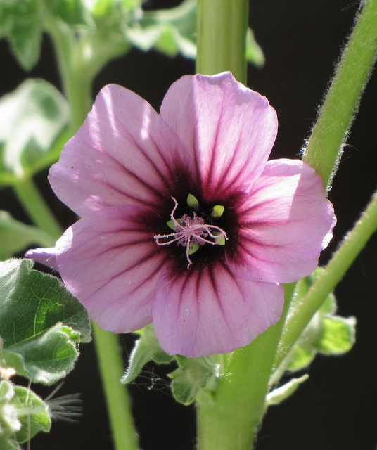 Lavatère arborescente