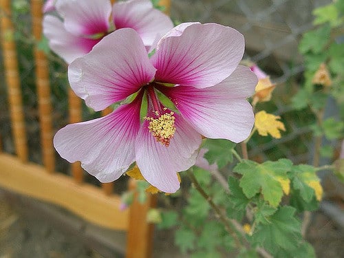 Lavatera maritima