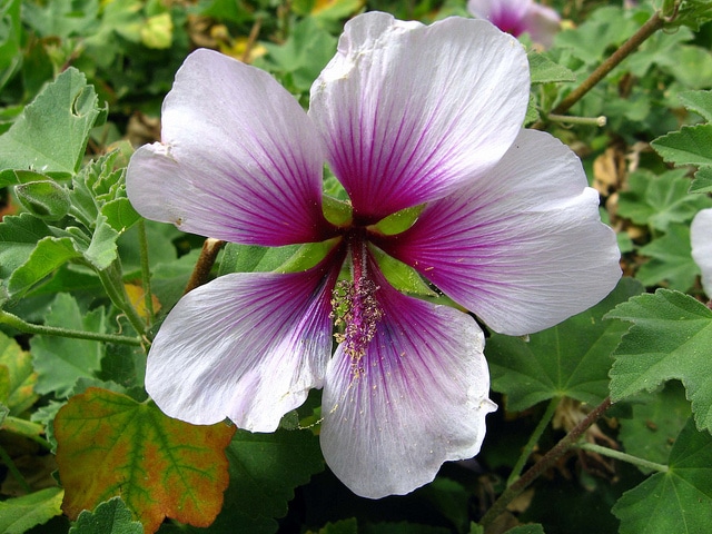 Lavatera maritima