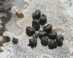 Lavatera maritima