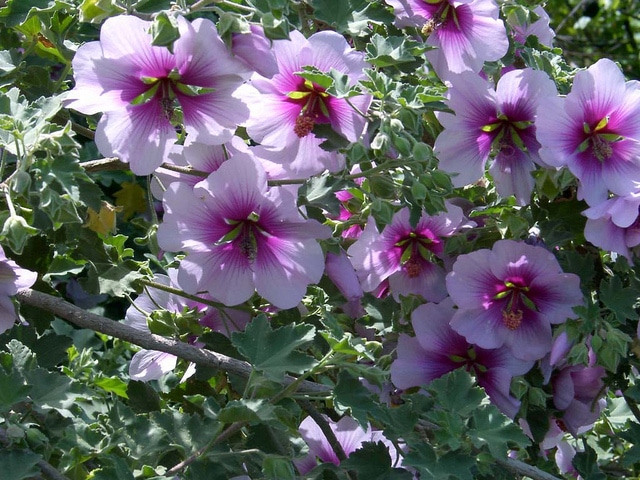 Lavatera maritima