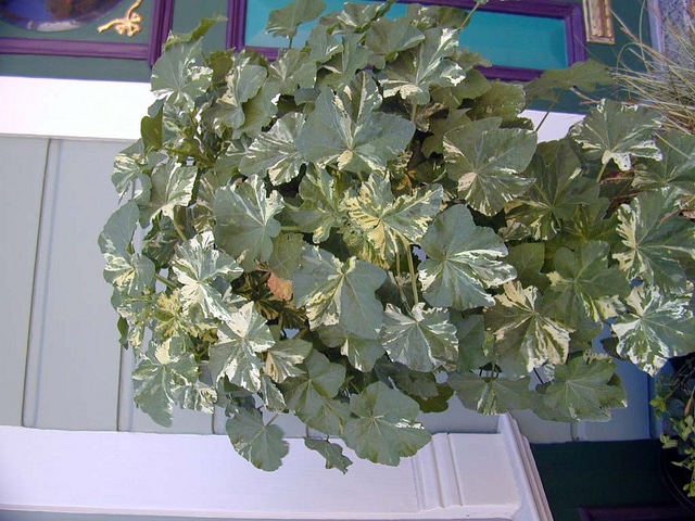 Lavatera maritima