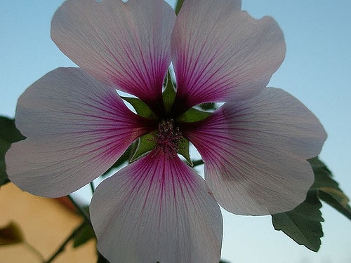 Lavatera maritima