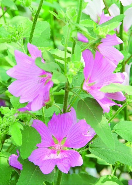 Lavatera olbia
