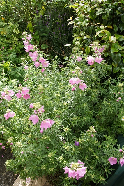 Lavatera olbia