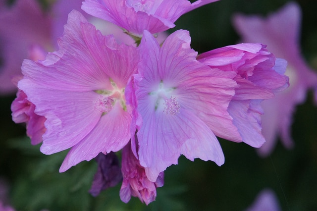 Lavatera olbia