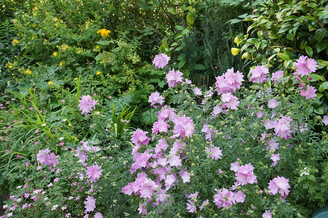 Lavatera olbia