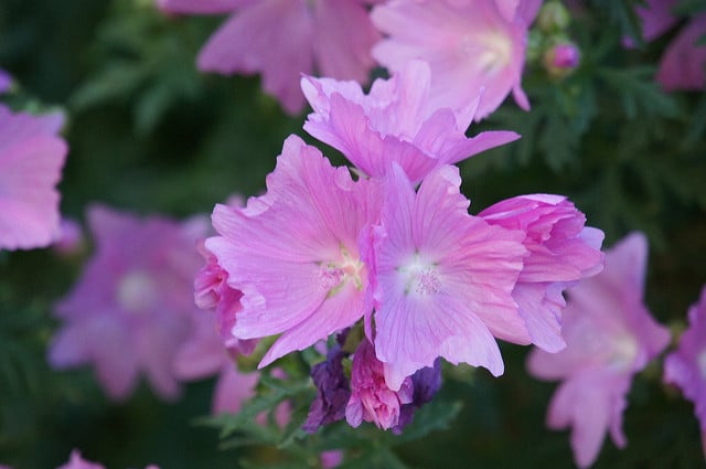 Lavatera olbia