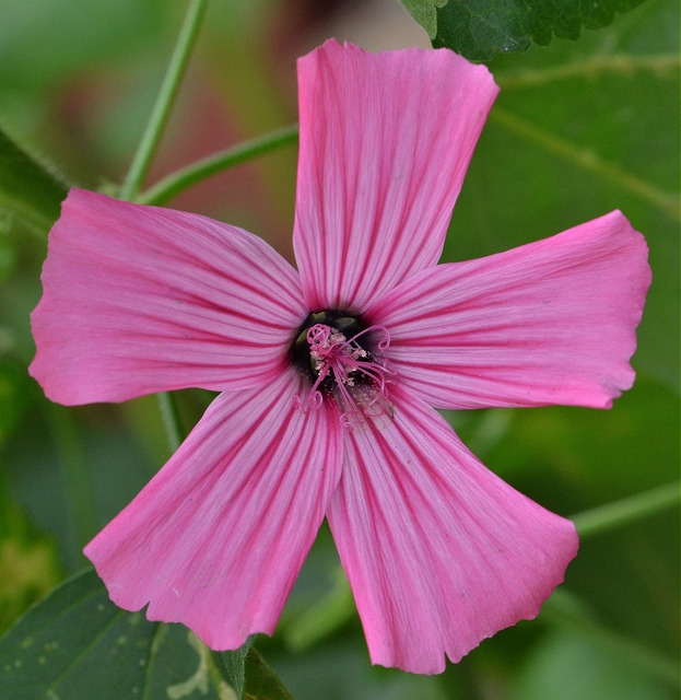 Lavatère à grandes fleurs