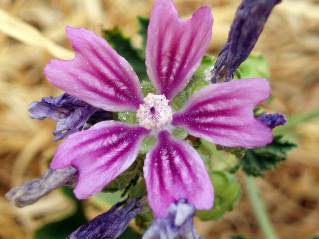 Lavatère à grandes fleurs