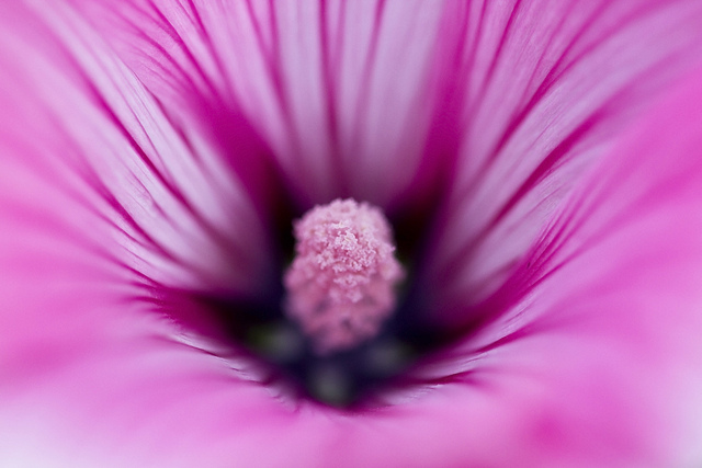 Lavatère à grandes fleurs