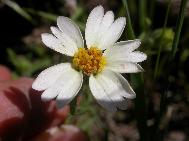 Layia glandulosa