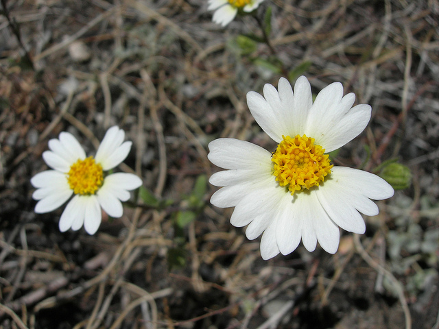 Layia glandulosa