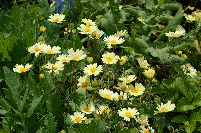Layia glandulosa