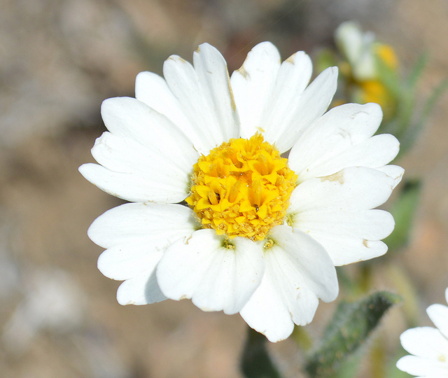 Layia glandulosa
