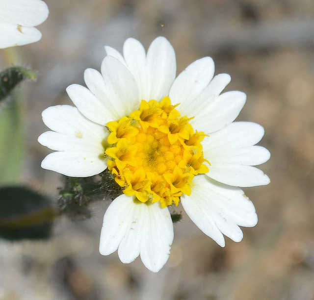 Layia glandulosa