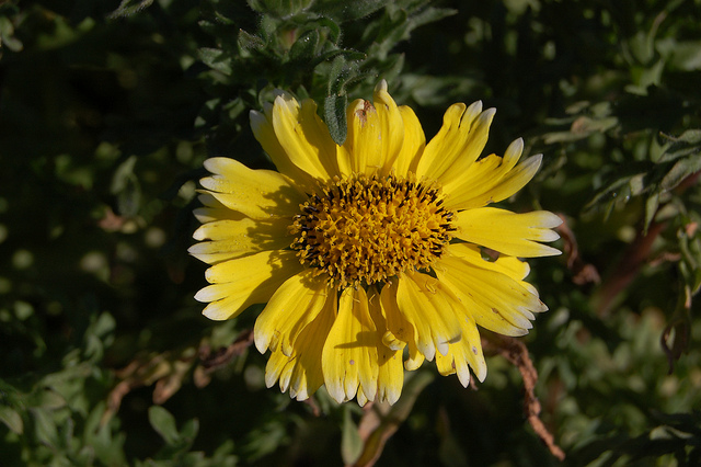 Layia platyglossa