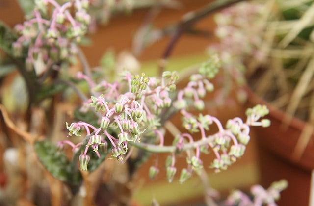 Ledebouria socialis